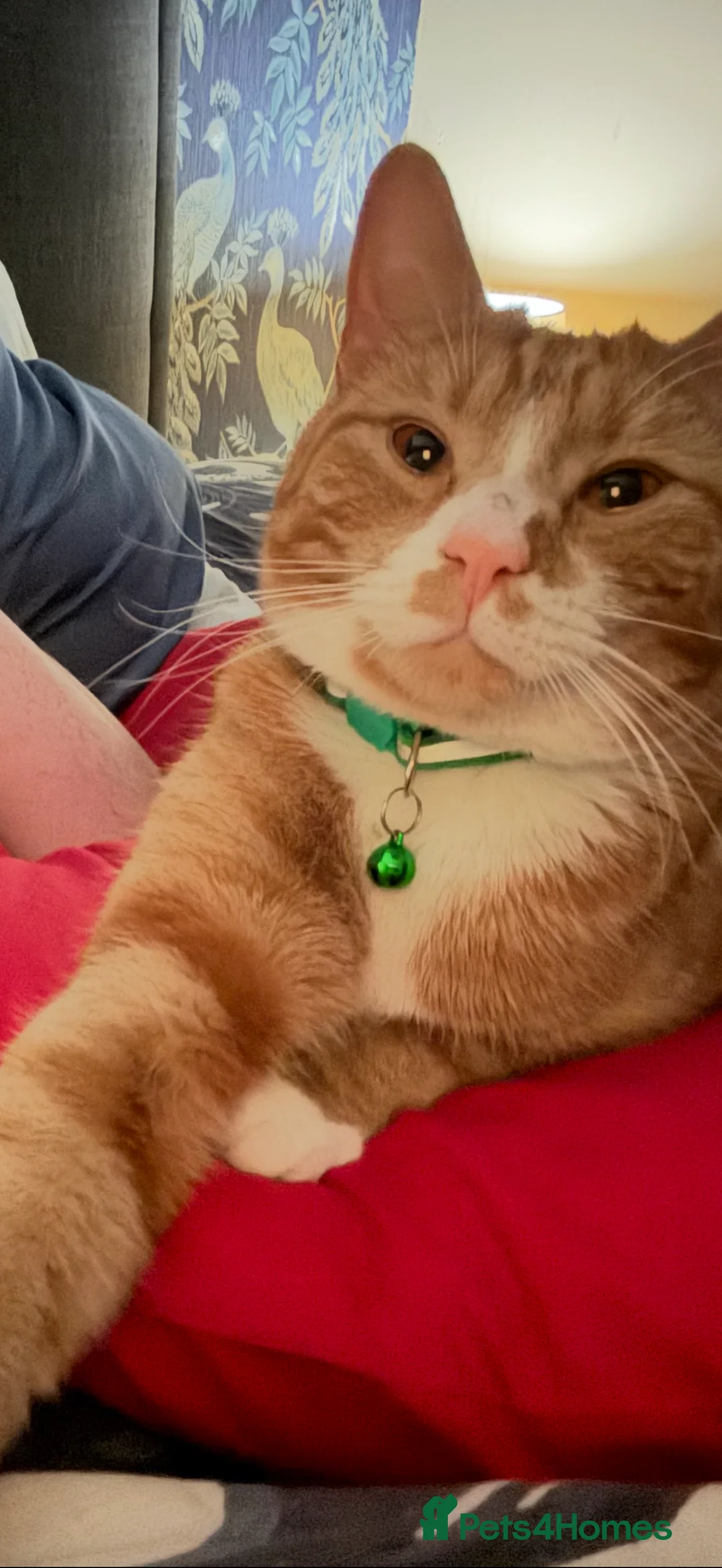 Mixed Breed cats for sale: Sadly having to rehome these 2 beautiful gingers - Advert 6