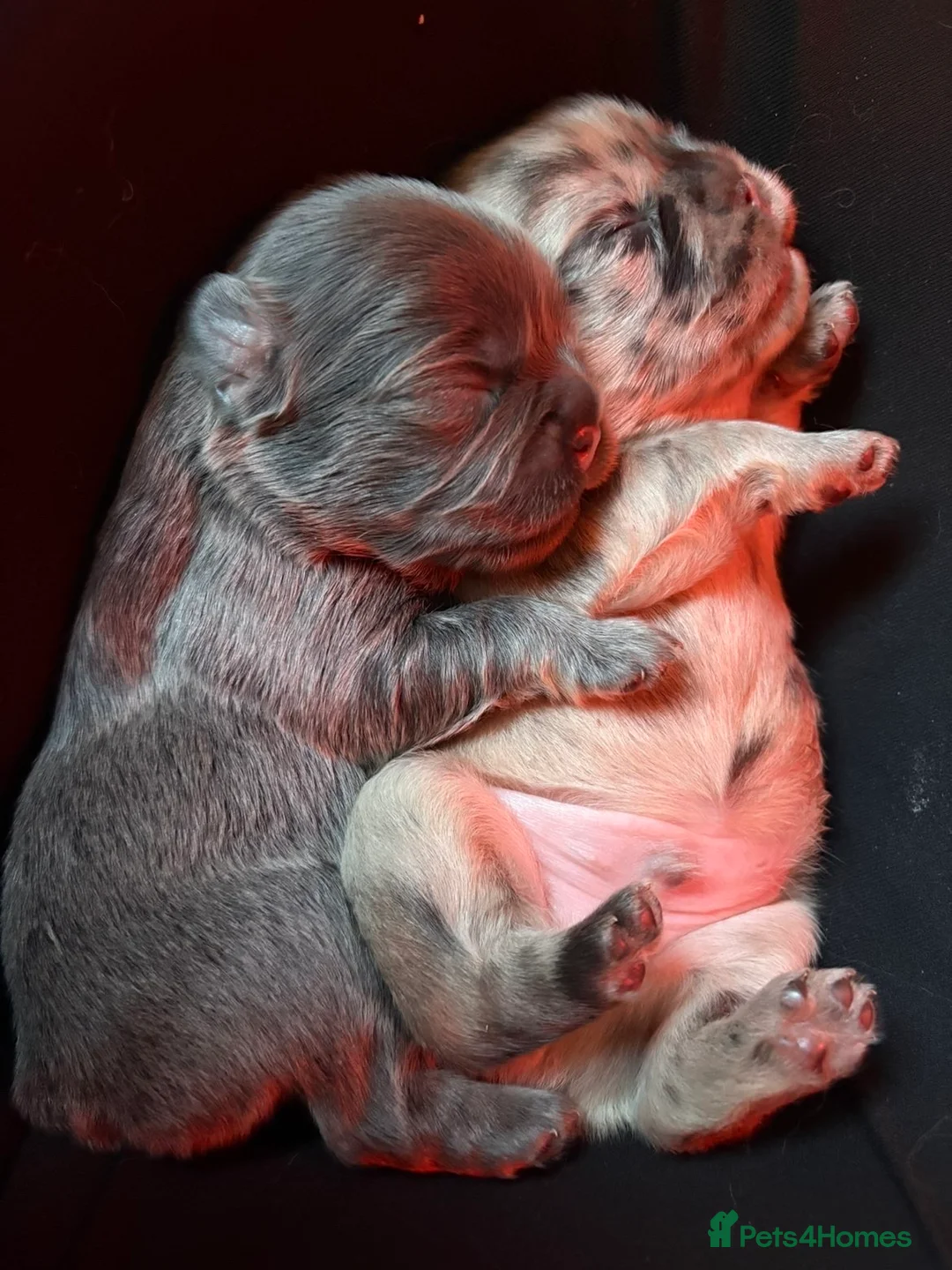 French Bulldog dogs for sale: Cutest exceptional fluffy French bulldogs  in Weston-super-Mare - Advert 6