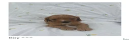 Cavapoo dogs for sale: Cavapoo Puppies Looking for their Forever Homes  - Advert 6
