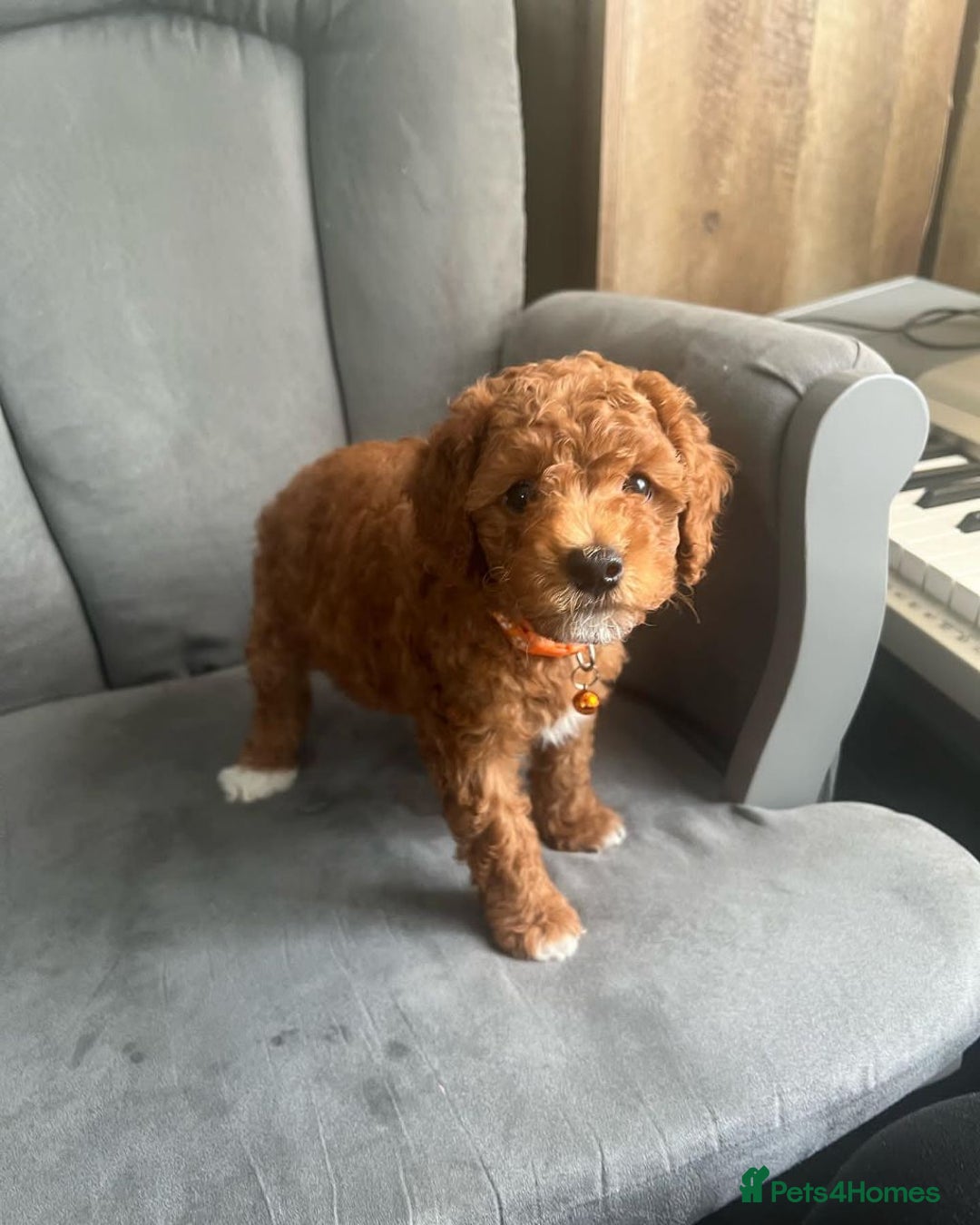 Poodle dogs for sale: Beautiful Poodle Puppies Ready!!!!  - Image 11