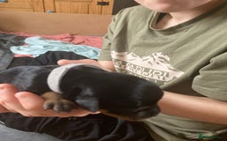 Rottweiler dogs for sale: Rottweiler  - Advert 24