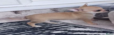 Chihuahua Puppy 1