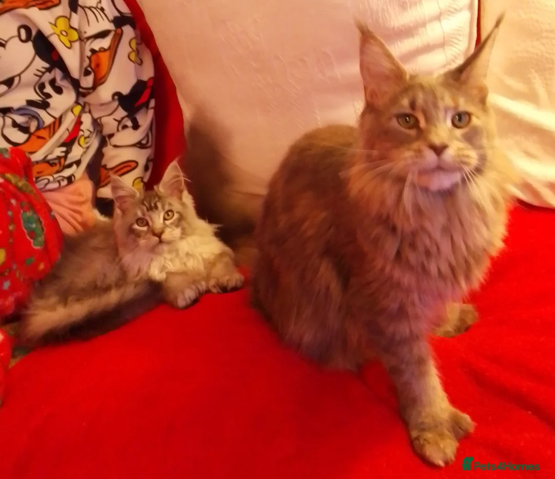 Maine Coon cats for sale: POLYDACTYL large TICA boy - collect S.WALES/SURREY - Advert 24