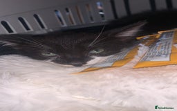 Mixed Breed cats for sale: 8 Week Old Kittens - Image 2