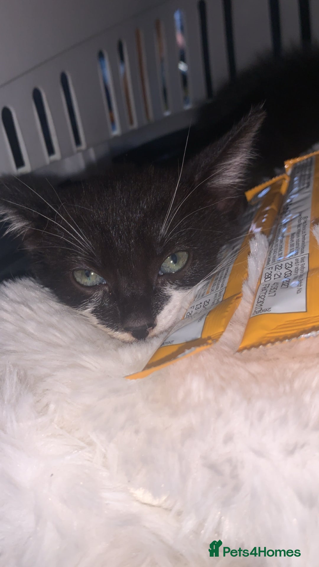 Mixed Breed cats for sale: 8 Week Old Kittens - Image 2