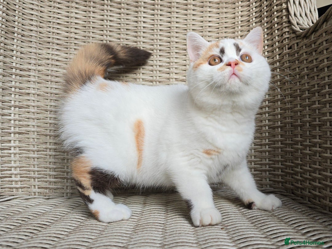 British Shorthair cats for sale: Stunning British Shorthair Kittens  - Advert 4