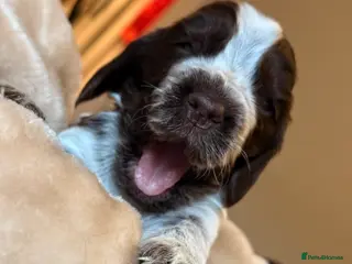 Cocker Spaniel dogs Show type cocker spaniels - Advert 5