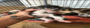 Mixed Breed 1