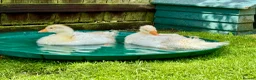 Geese poultry for sale: Sebastopol Goslings  in Malpas - Advert 3