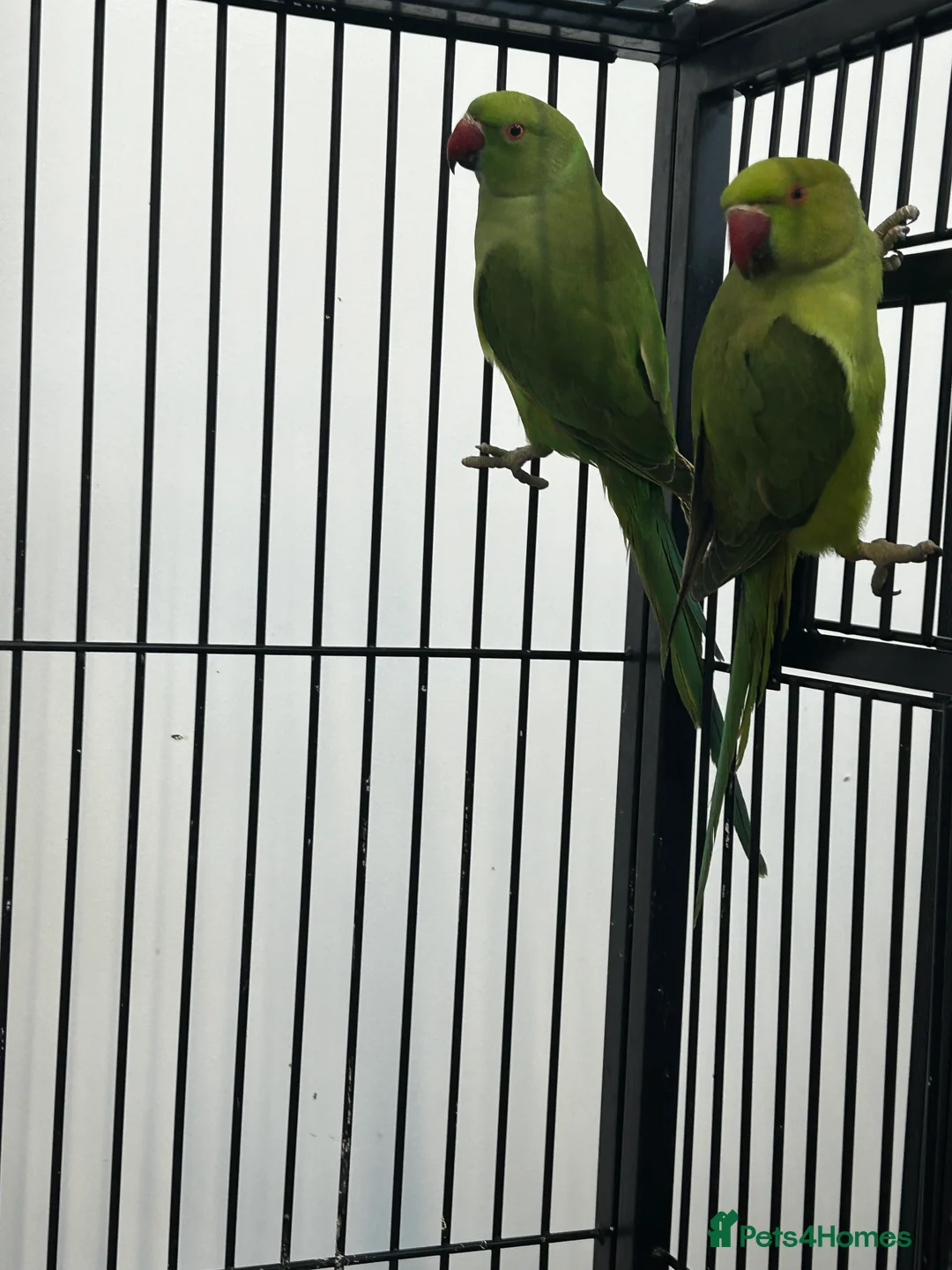 Ringnecks birds for sale: Stunning Baby Indian Ringnecks  - Advert 8