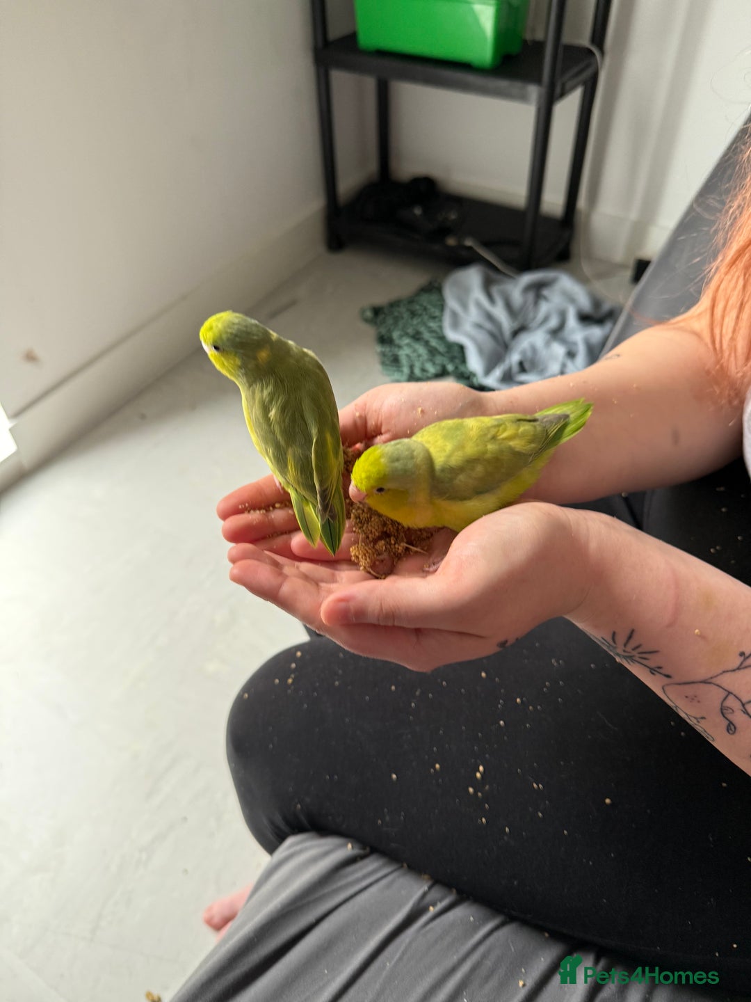 Parrots birds for sale: Sibling parrotlets  - Advert 4