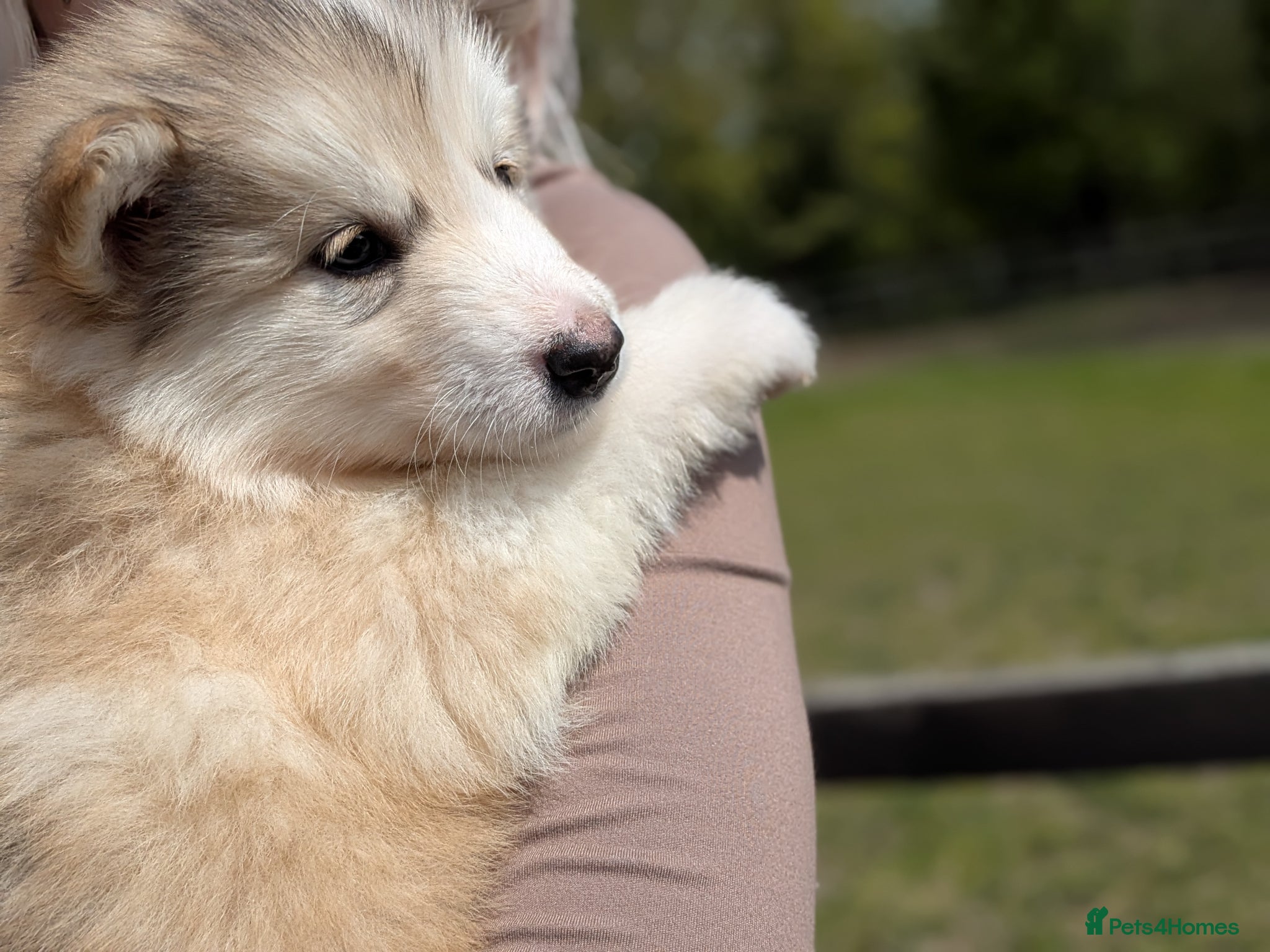 Alaskan Malamute dogs LAST BOY LEFT! Long haired Alaskan Malamutes  - Advert 2