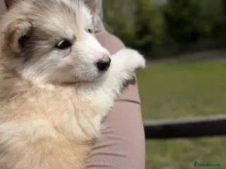 Alaskan Malamute dogs LAST BOY LEFT! Long haired Alaskan Malamutes - Advert 2