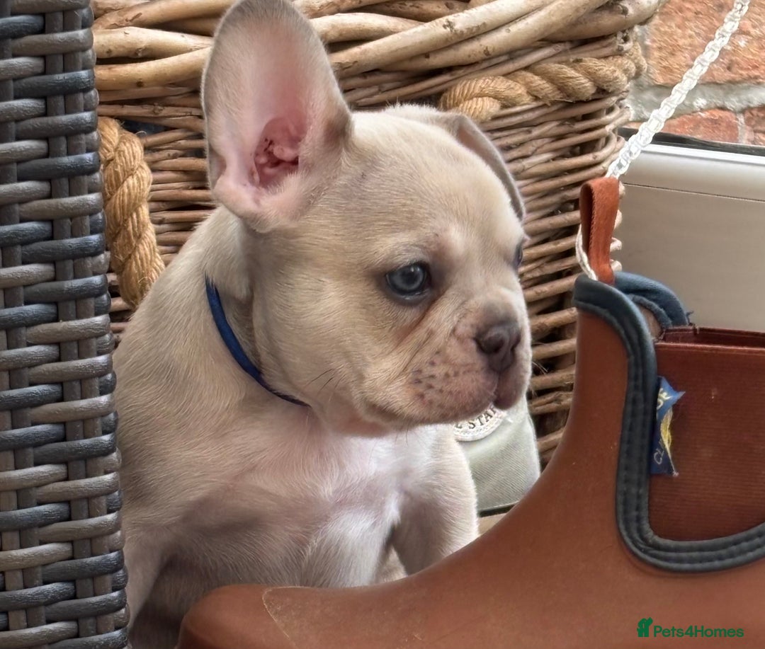 French Bulldog dogs for sale: READY TO GO THIS BANK HOLIDAY WEEKEND £1,300 ONO  - Image 8