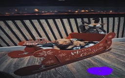 Labradoodle dogs for sale: Adorable Minuature labradoodle puppies - Image 6