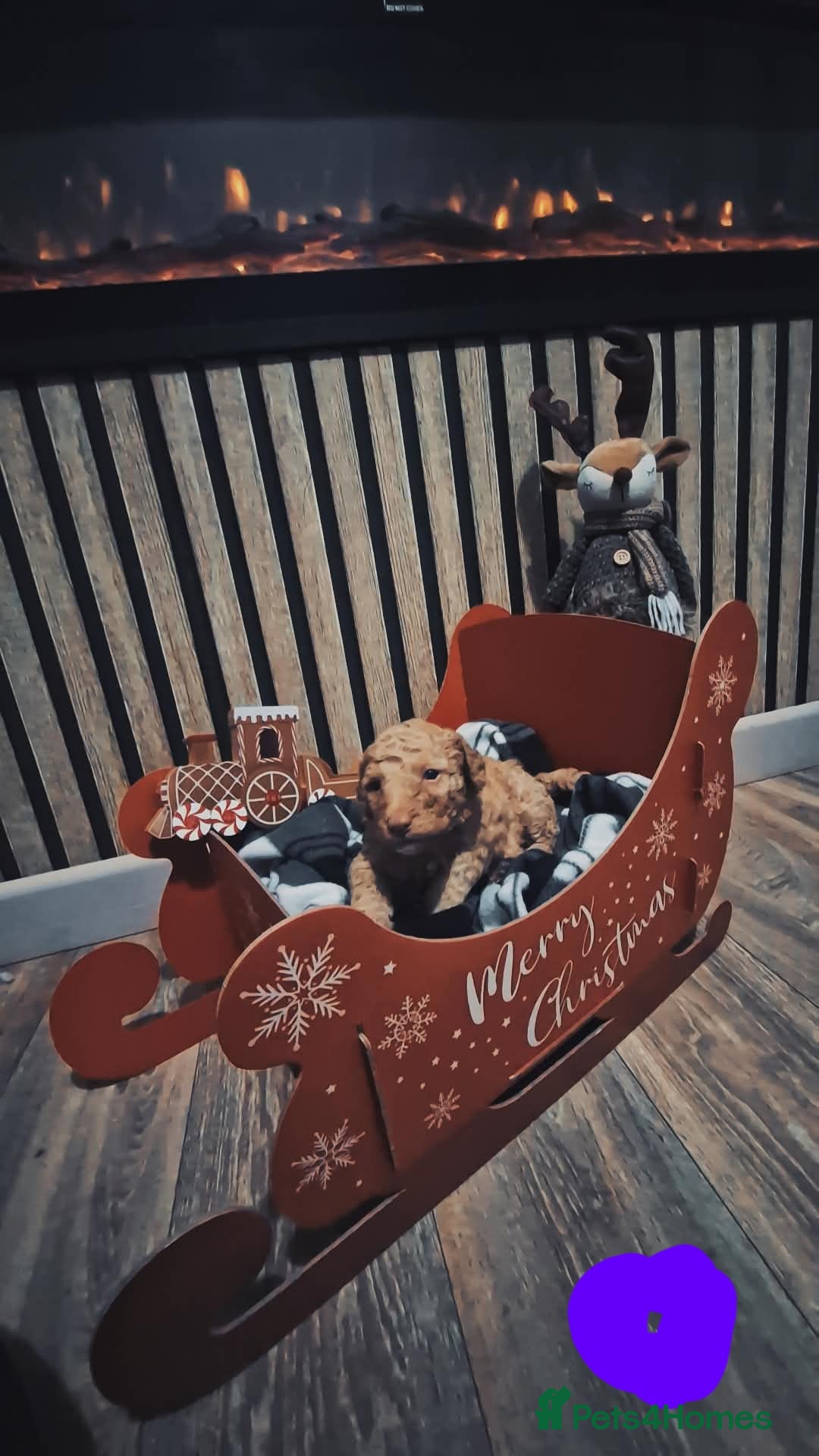 Labradoodle dogs for sale: Adorable Minuature labradoodle puppies - Image 6