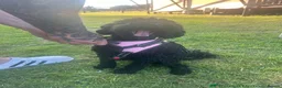 Cavapoo dogs for sale: Cavapoo puppies  - Advert 2
