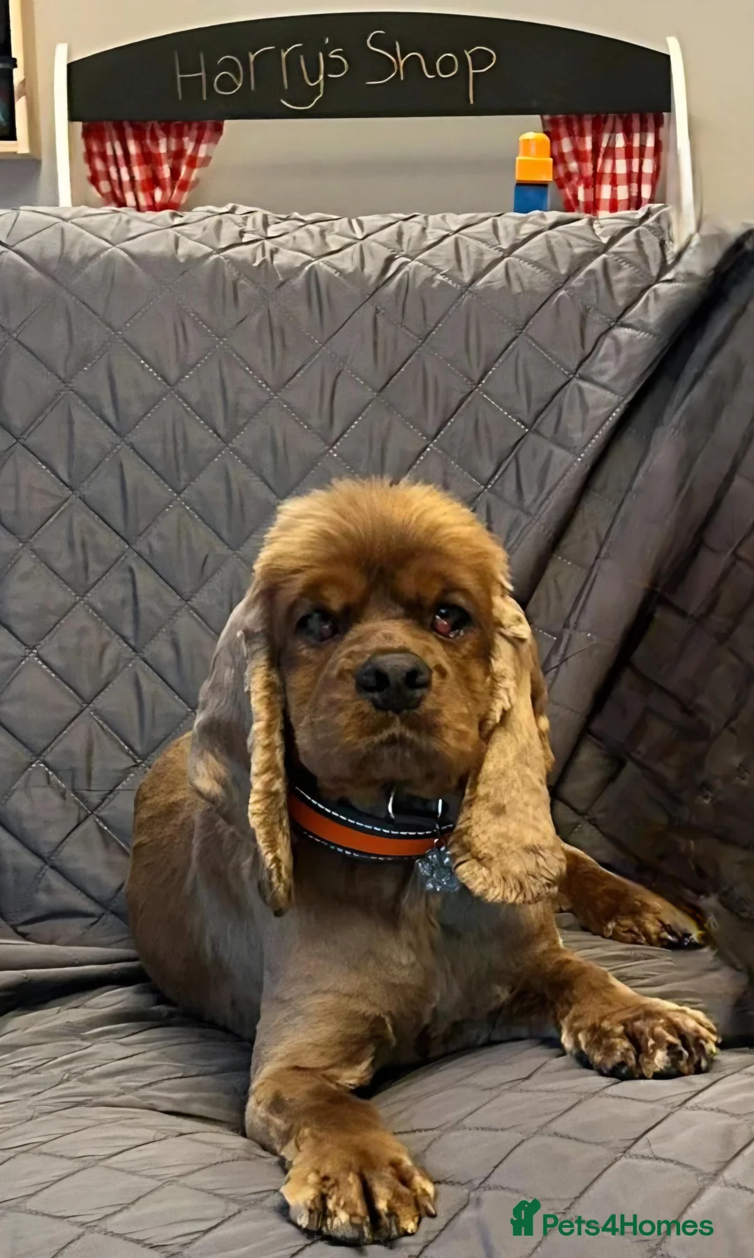 Cocker Spaniel dogs for adoption: Beautiful Sunny looking for his forever home  - Advert 2