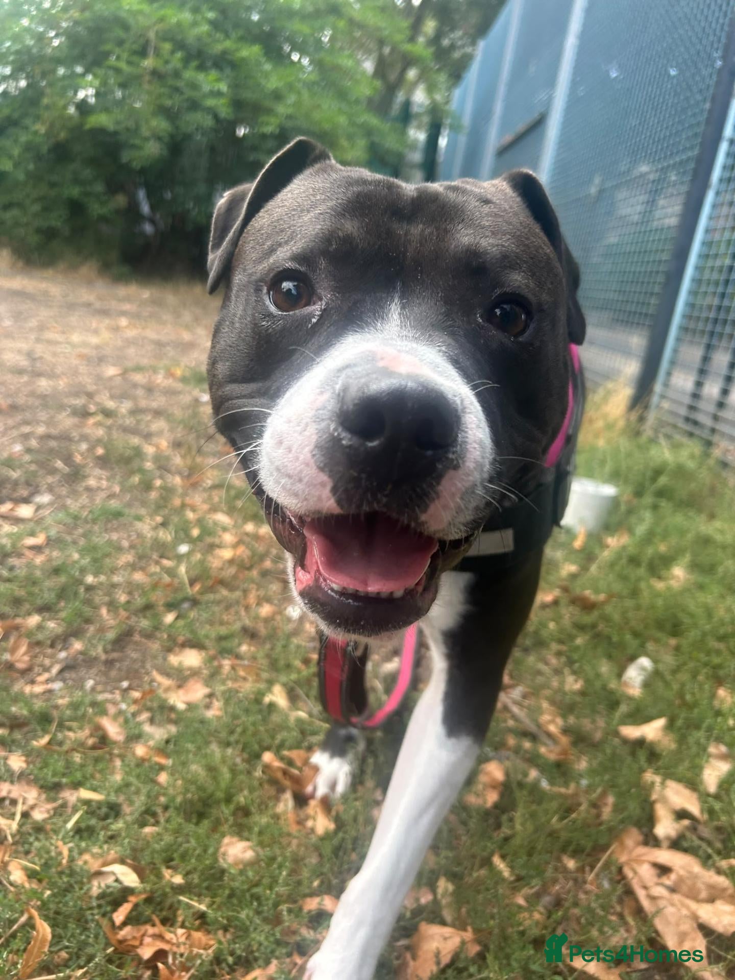 Mixed Breed dogs Gorgeous boy available for working home - Advert 1