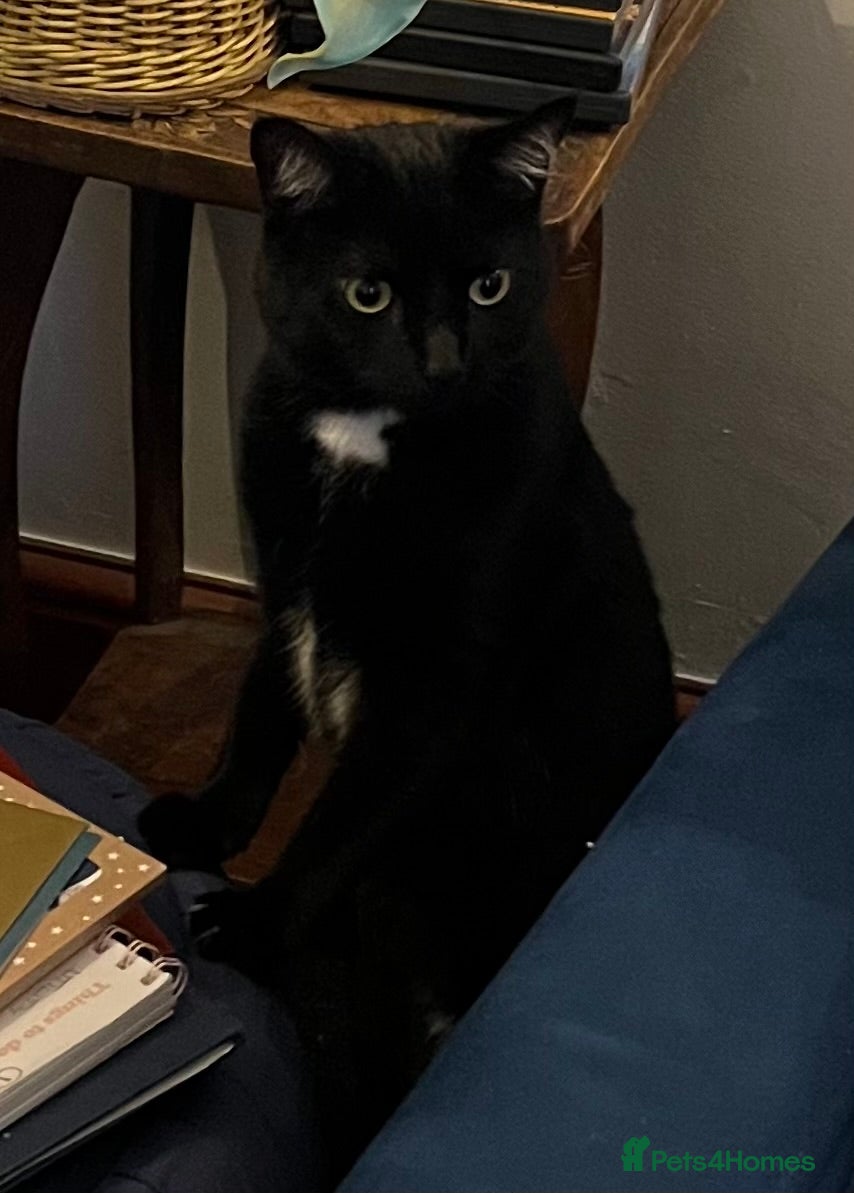 Mixed Breed cats 2 cats looking for a loving home - Advert 1