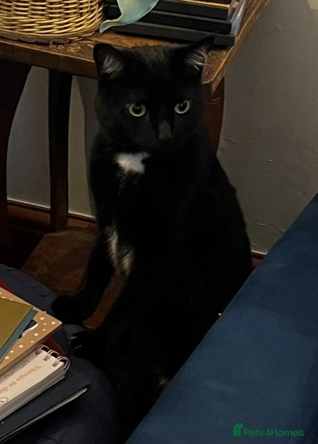 Mixed Breed cats for sale: 2 cats looking for a loving home - Advert 1