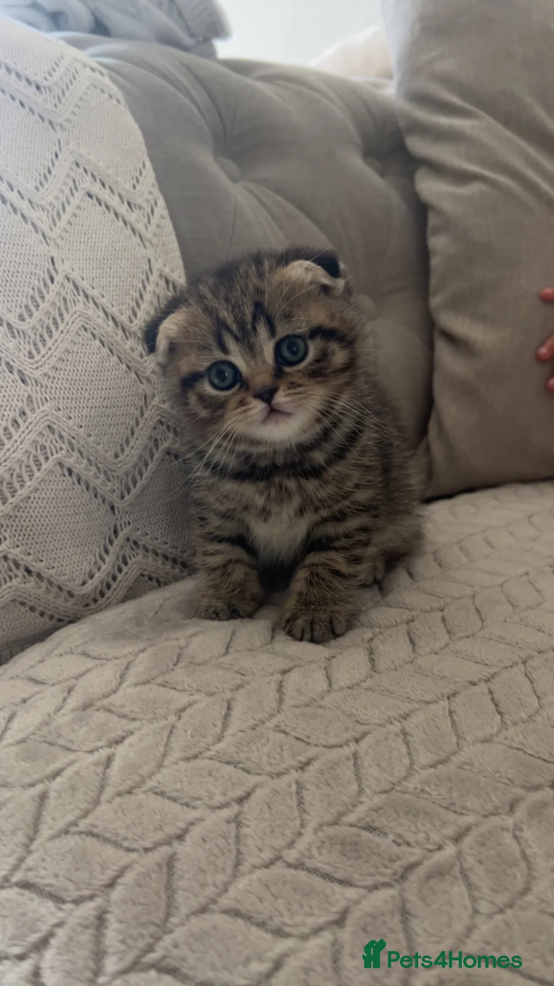 Scottish Fold cats for sale:  Rare Scottish Fold kittens ✨ - Advert 1
