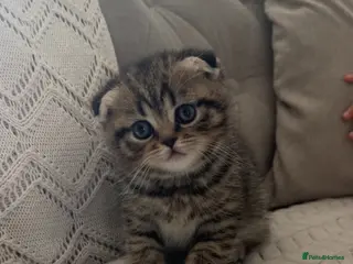 Scottish Fold cats Rare Scottish Fold x Scottish Straight Kittens 🌟 - Advert 5