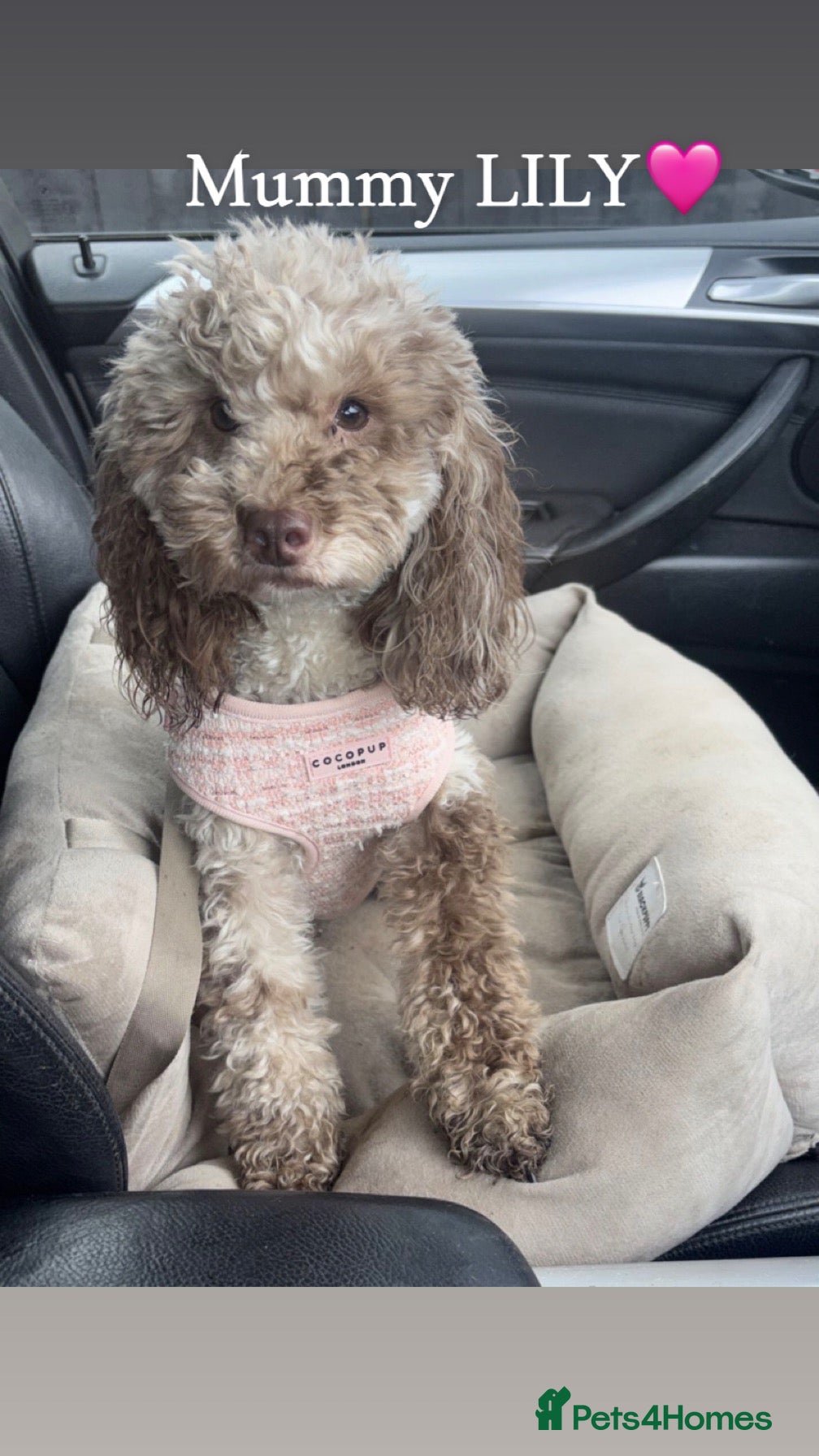 Toy Poodle dogs Stunning toy poodles🐩 - Advert 1