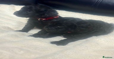 Cavapoo dogs - Advert 9