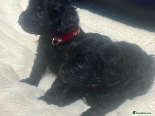 Cavapoo dogs - Advert 5