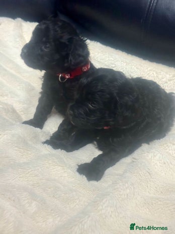 Cavapoo dogs - Advert 1