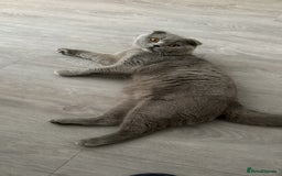 Scottish Fold cats for stud: Up for stud  - Image 3