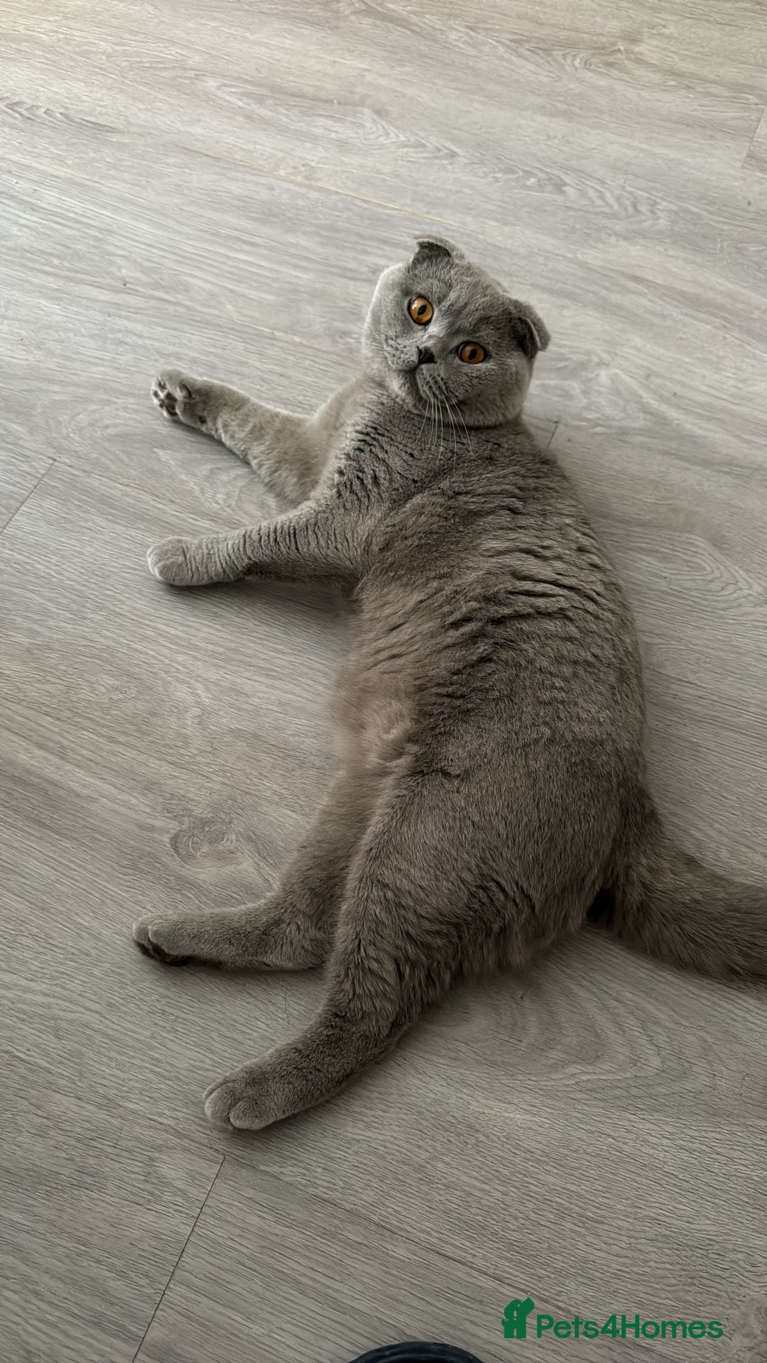Scottish Fold cats for stud: Up for stud  - Image 3
