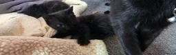 Mixed Breed cats for sale: Beautiful Kittens Looking for Their Forever Homes  - Advert 16