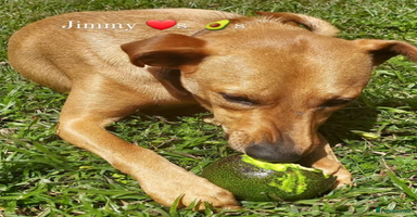 Mixed Breed dogs - Advert 2