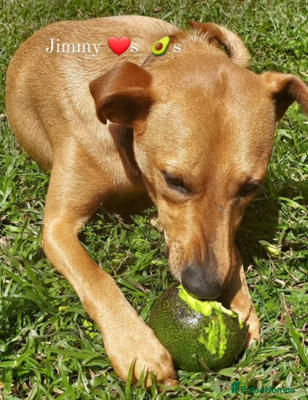 Mixed Breed dogs for adoption: Jimmy is looking for an amazing home - Image 3