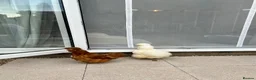 Chickens poultry for sale: Silkie chickens - Advert 3