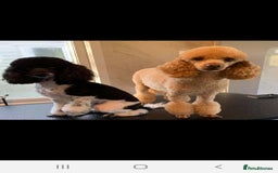 Toy Poodle dogs for sale: Toy poodle puppies  - Image 5