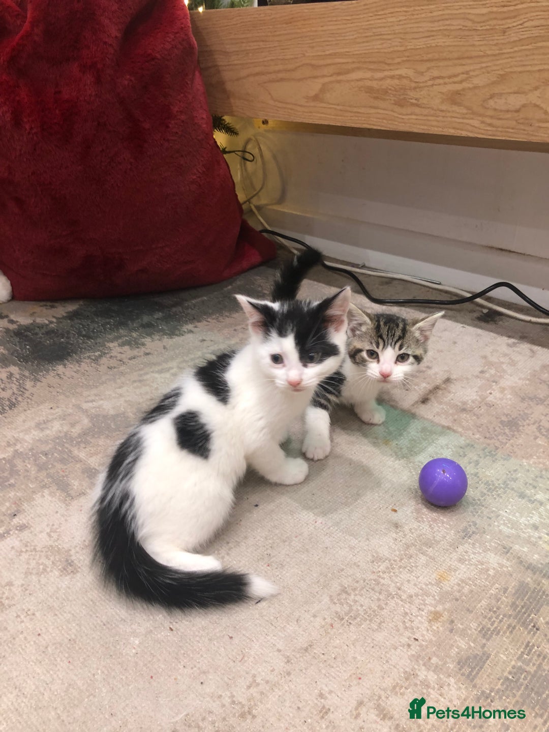 Mixed Breed cats for sale: 4 Lovely kittens for sale  - Advert 5