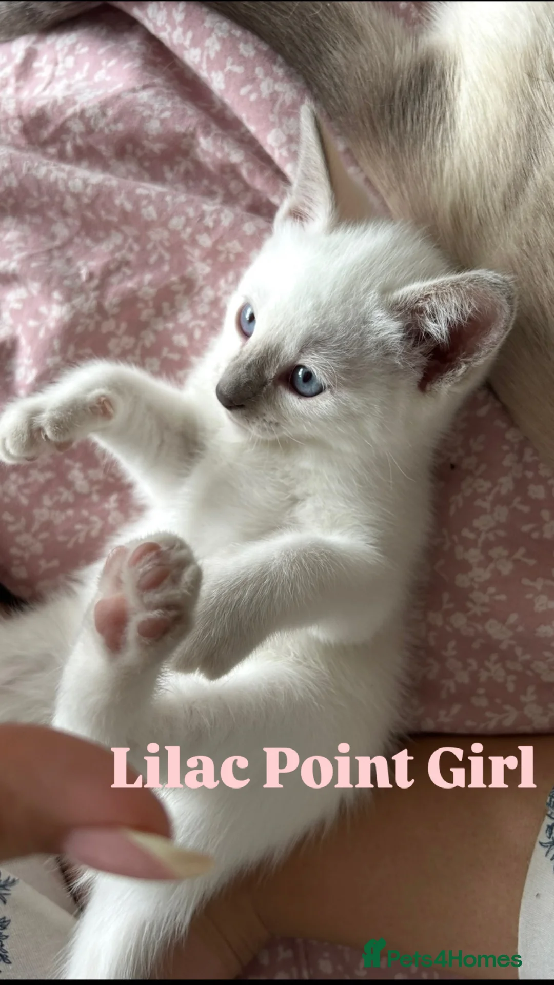 Siamese cats for sale: 2x Beautiful Pedigree Siamese Female Kittens - Advert 1