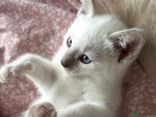 Siamese cats 2x Beautiful Pedigree Siamese Female Kittens - Advert 12