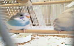 Budgerigars birds for sale: Baby buggies  - Image 3