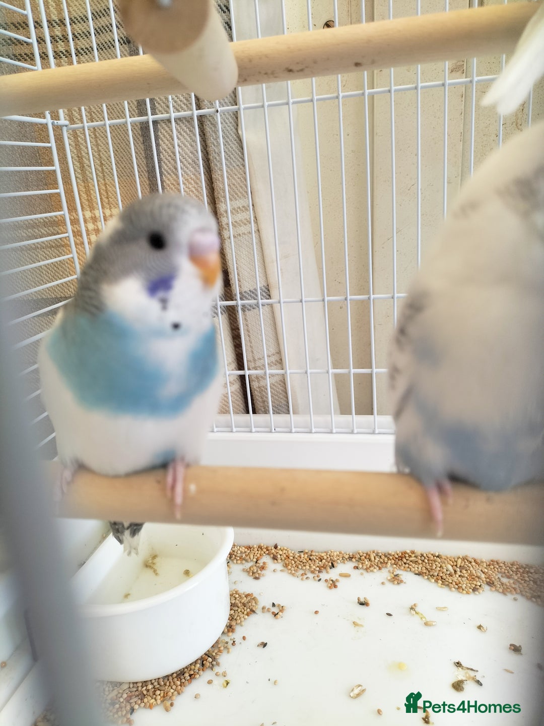 Budgerigars birds for sale: Baby buggies  - Image 3