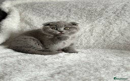 Scottish Fold cats for sale: Scottish fold and straight kittens  - Image 5