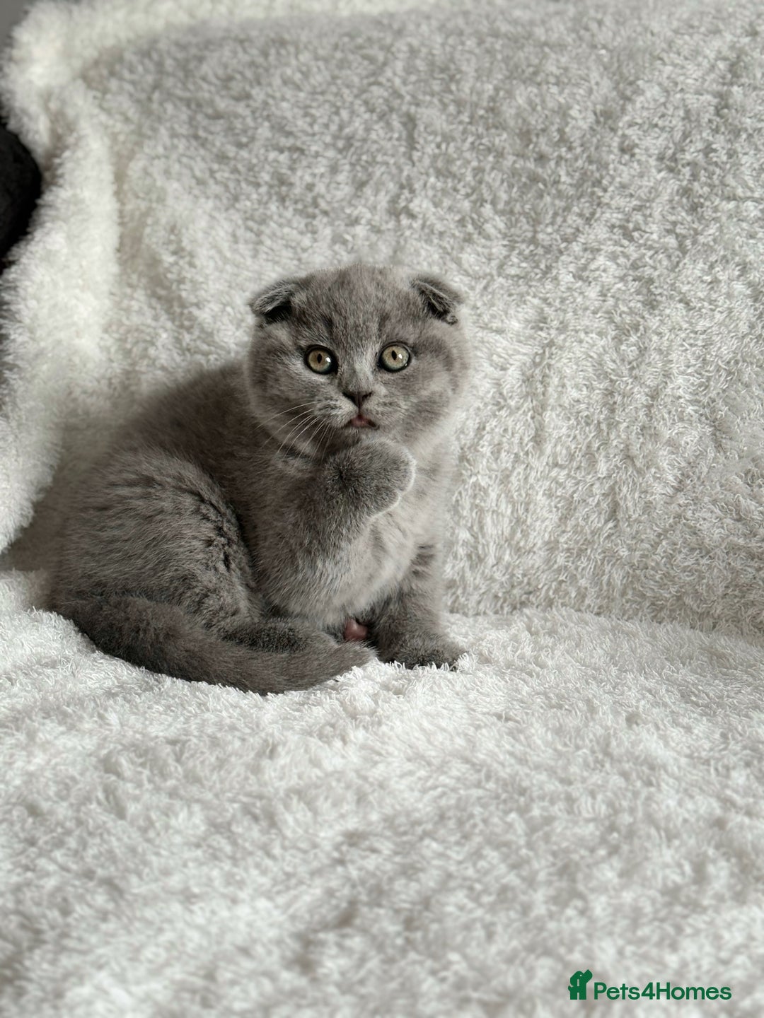 Scottish Fold cats for sale: Scottish fold and straight kittens  - Image 5