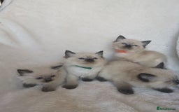 Ragdoll cats for sale: Health tested beautiful ragdoll kittens  - Image 15