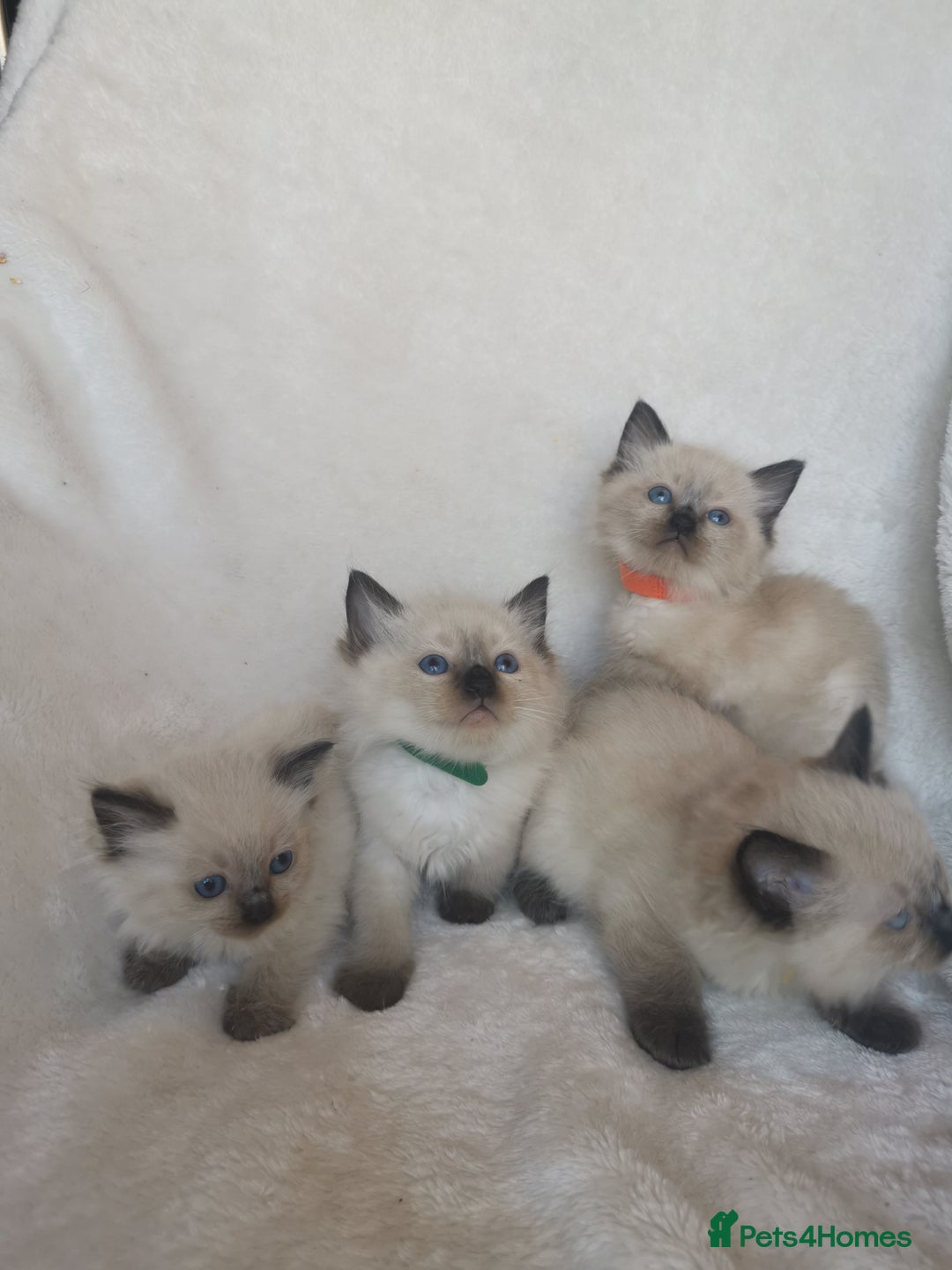 Ragdoll cats for sale: Health tested beautiful ragdoll kittens  - Image 15