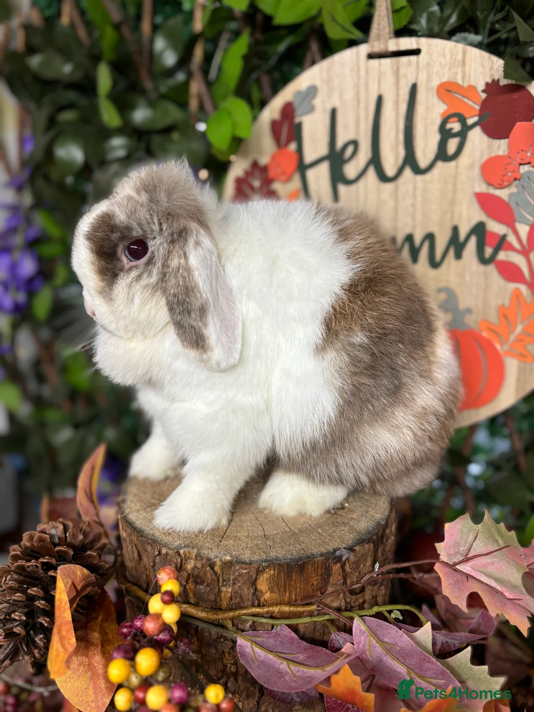 Mini Lop rabbits for sale: 🧡PEDIGREE MINILOPS🧡 - Advert 34