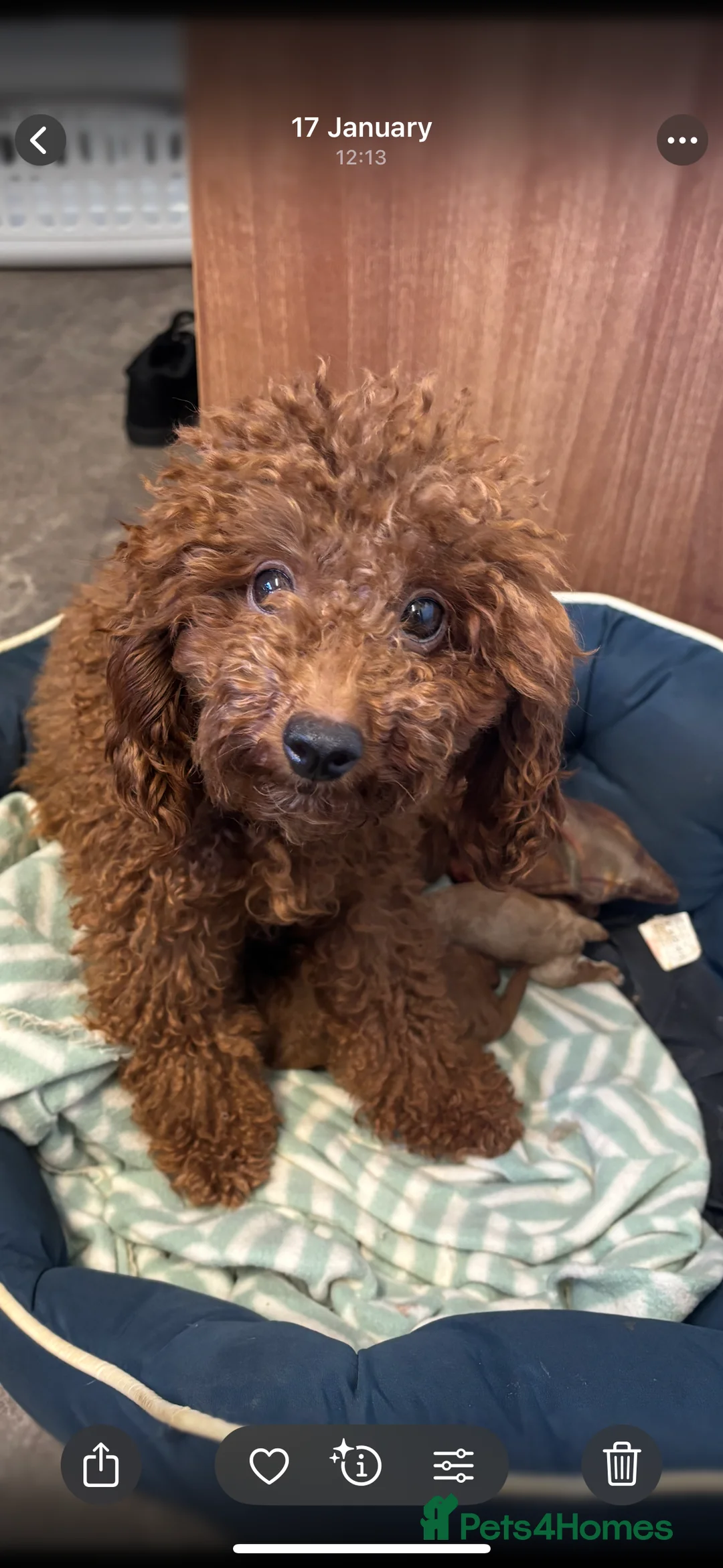 Toy Poodle dogs for sale: Kc registered Toy poodles - Advert 3