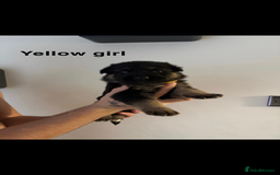 German Shepherd dogs for sale: German shepherd litter  - Image 11